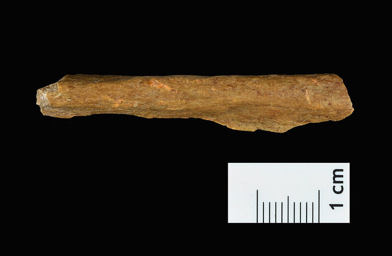 Homoh-sapiens-Knochen aus der Ilsenhöhle in Ranis