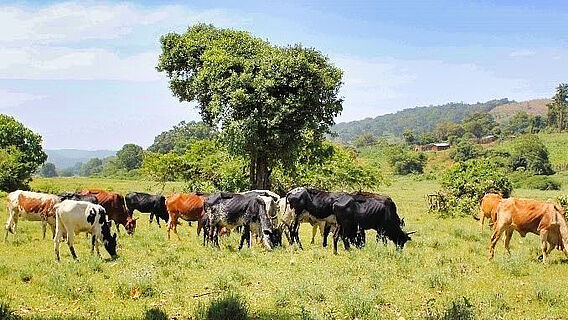 Weidende Rinder in Kenia