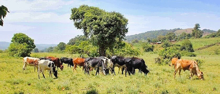 Weidende Rinder in Kenia