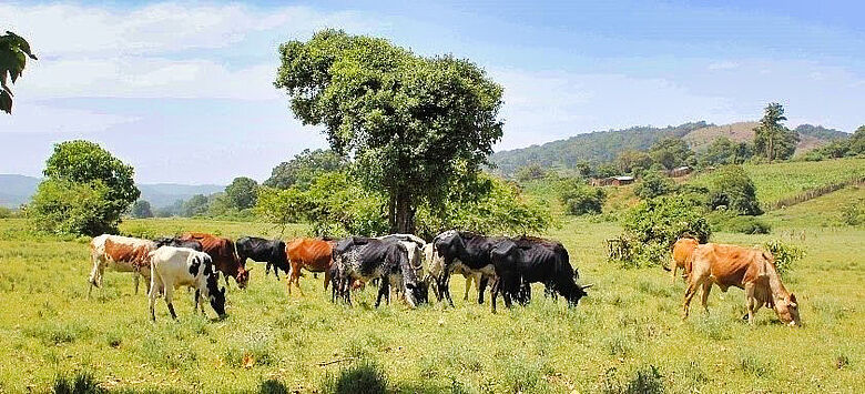 Weidende Rinder in Kenia