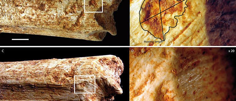 Bissspuren Homininenknochen Marokko