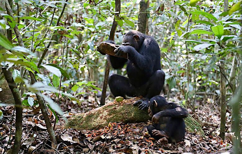 Weiblicher Schimpanse beim Knacken von Nüssen
