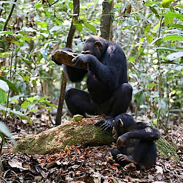 Weiblicher Schimpanse beim Knacken von Nüssen
