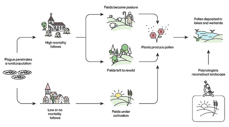 Der Big Data Palaeoecology-Ansatz zur Verifizierung der Mortalität der Pest