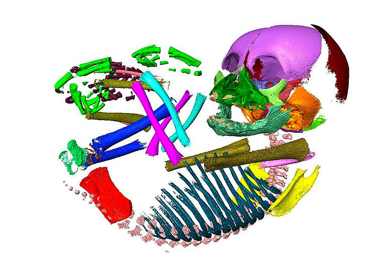 CT-Scan: Knochen eines embryonalen Schimpansen CT-Scan: Knochen eines embryonalen Schimpansen