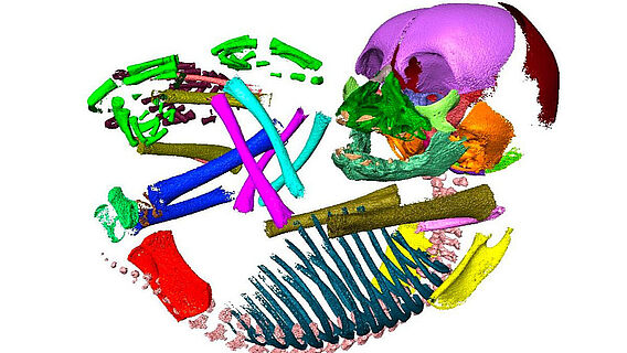 CT-Scan: Knochen eines embryonalen Schimpansen