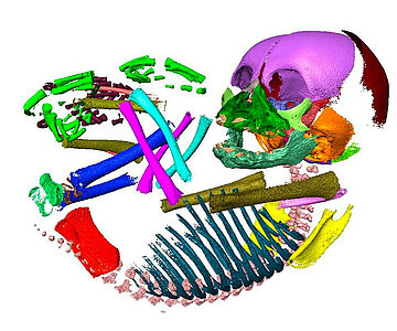 CT-Scan: Knochen eines embryonalen Schimpansen