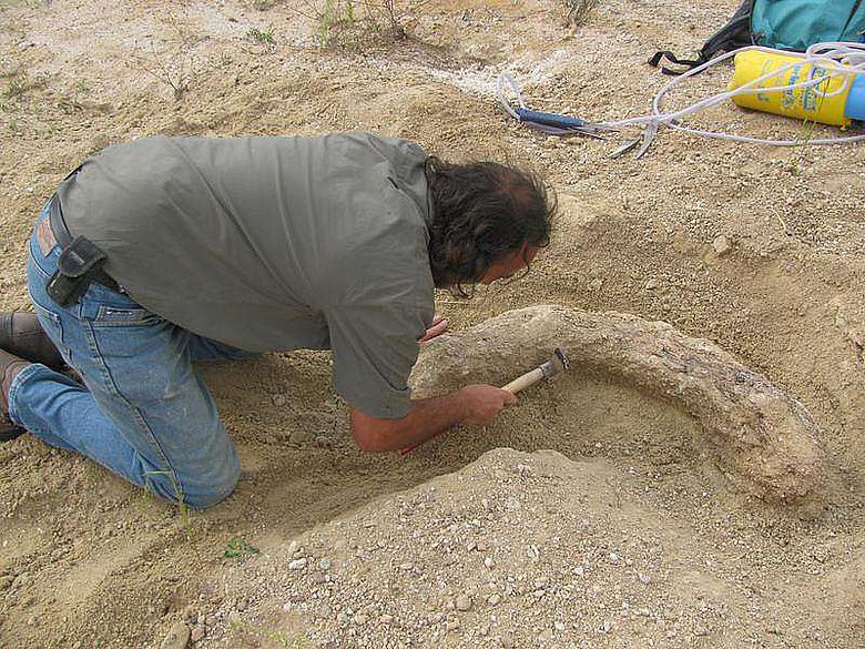 Geologe Philipe Havlik legt den Stoßzahn eines ca. sieben Millionen Jahre alten Elefanten frei. (Foto: Prof. Madelaine Böhme)
