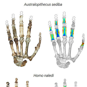 Fossile Hände