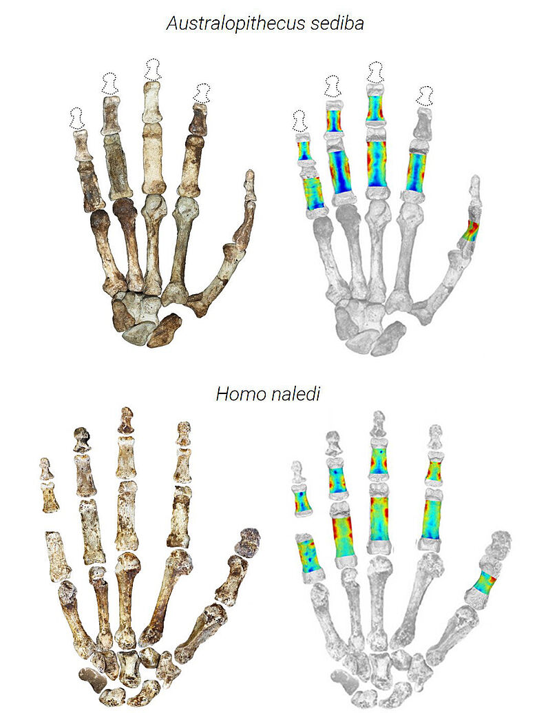 Fossile Hände