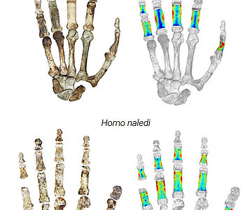 Fossile Hände