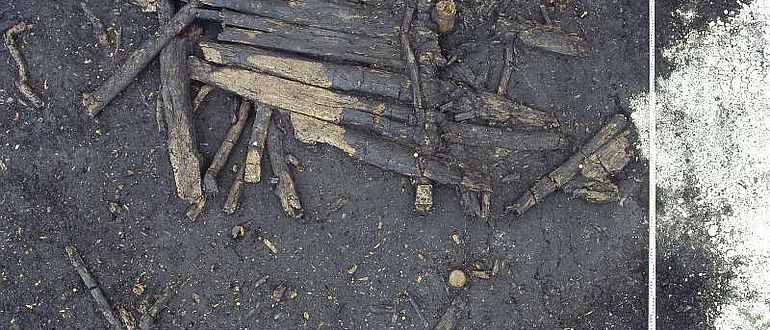 Reste eines rund 6000 Jahre alten Bohlenweges, der ursprünglich in das Dorf am Moossee führte. (Archäologischer Dienst Kanton Bern)