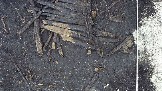Reste eines rund 6000 Jahre alten Bohlenweges, der ursprünglich in das Dorf am Moossee führte. (Archäologischer Dienst Kanton Bern)