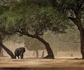 Afrika: Elefant unter Bäumen
