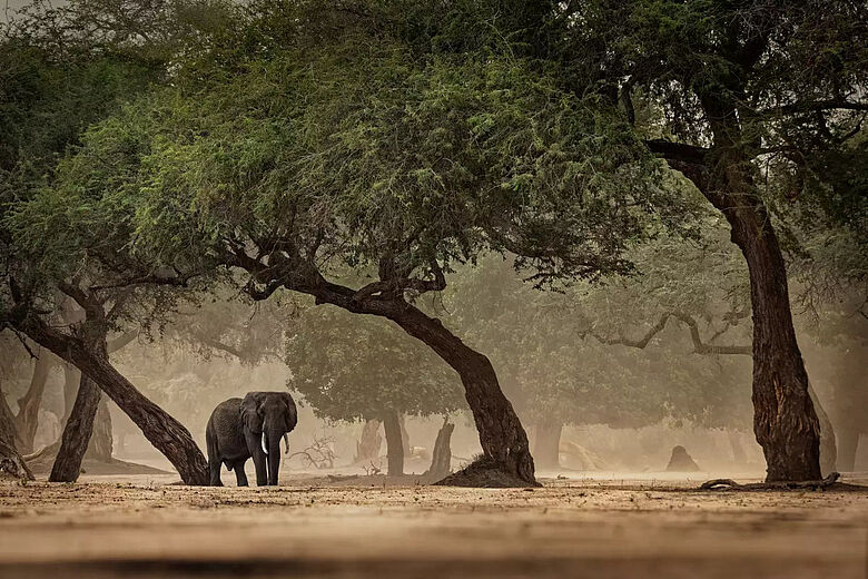 Afrika: Elefant unter Bäumen