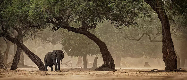Afrika: Elefant unter Bäumen