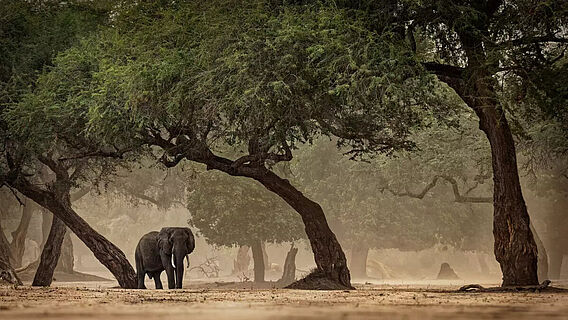 Afrika: Elefant unter Bäumen