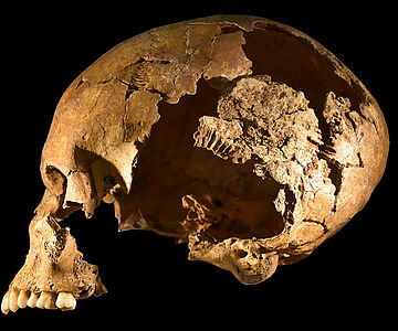 Schädel aus Grab 83 in Lauchheim »Mittelhofen«