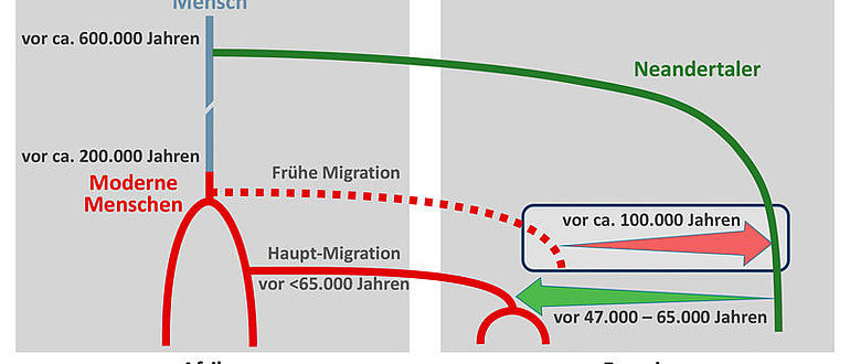 Grafik: Genfluss vom modernen Menschen zum Neanderthaler