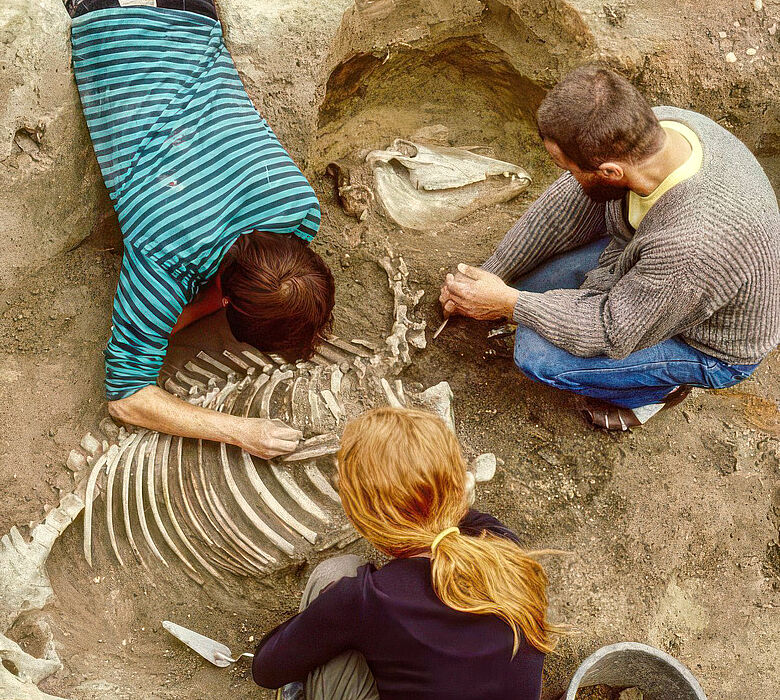 Freilegung eines Pferdeskeletts