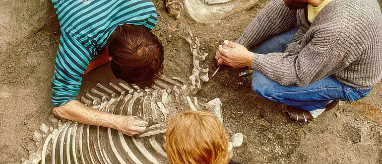 Freilegung eines Pferdeskeletts