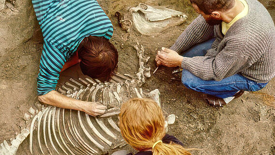 Freilegung eines Pferdeskeletts