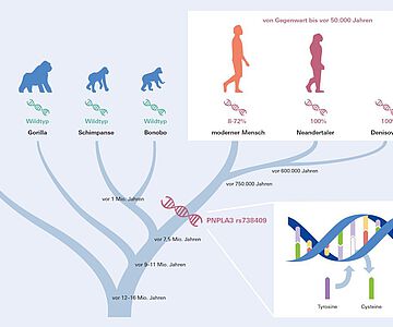 Vorhandensein der PNPLA3 rs738409-Genvariante bei modernen und archaischen Menschen, wobei die großen Menschenaffen die ursprüngliche Variante, den Wildtyp tragen