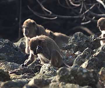 Javaneraffen verwenden Steinwerkzeuge, um an Nahrung zu gelangen