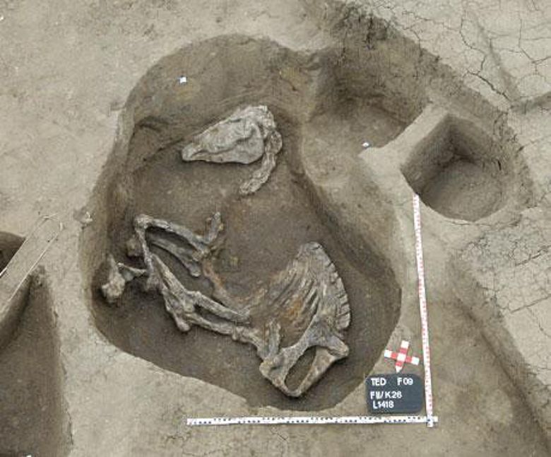Skelett einer im Palast bestatteten Pferdestute (Österreichisches Archäologisches Institut (ÖAI) Kairo)