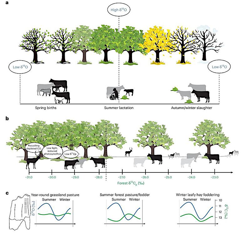 Modell der frühneolithischen Rinderhaltung und -Ernährung mit Bezug auf stabile Isotope
