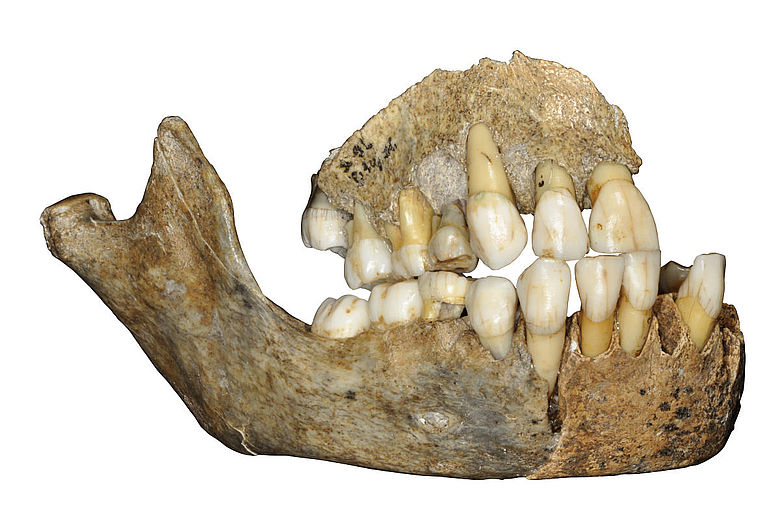 Kieferknochen eines Neanderthalermädchens