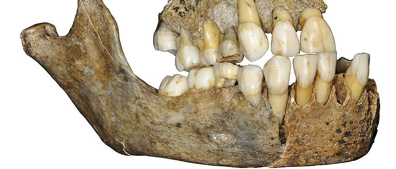 Kieferknochen eines Neanderthalermädchens