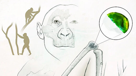 Knochendichte in Gelenkknochen des Paranthropus robustus