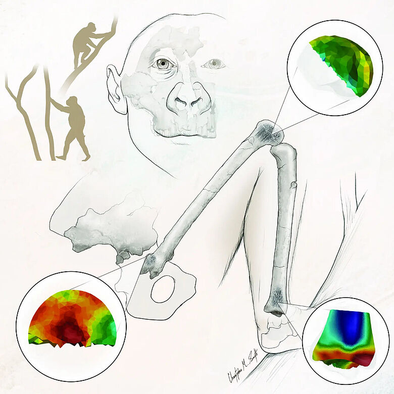 Knochendichte in Gelenkknochen des Paranthropus robustus