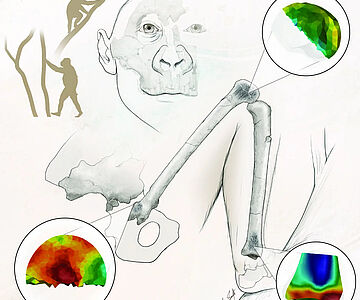 Knochendichte in Gelenkknochen des Paranthropus robustus