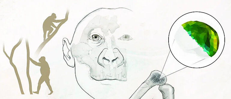Knochendichte in Gelenkknochen des Paranthropus robustus