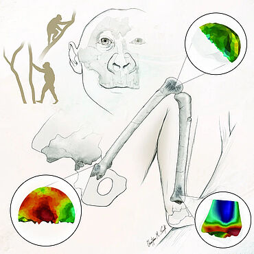 Knochendichte in Gelenkknochen des Paranthropus robustus