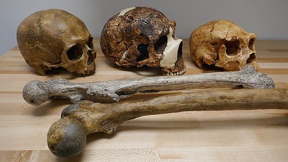 Die Studie verglich Größendaten von mehr als 300 Fossilien der Gattung Homo über einen Zeitraum von einer Million Jahre