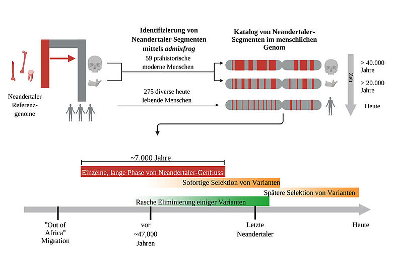 Diagramm Genabschnitte mit Neandertaler-Abstammung