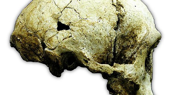 Homo floresiensis Schädel LB1