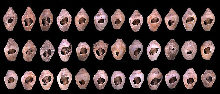 Beispiele perforierter Schneckengehäuse von archäologischen Funden der Spezies Columbella rustica aus Ksâr ‘Akil im Libanon