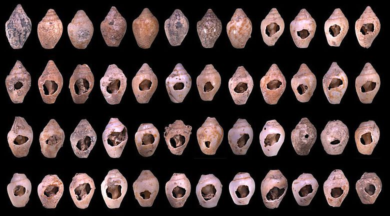 Beispiele perforierter Schneckengehäuse von archäologischen Funden der Spezies Columbella rustica aus Ksâr ‘Akil im Libanon