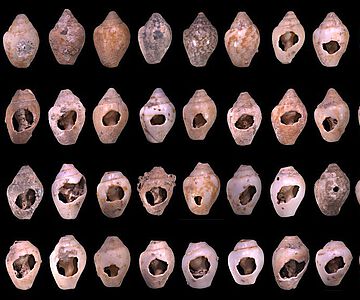 Beispiele perforierter Schneckengehäuse von archäologischen Funden der Spezies Columbella rustica aus Ksâr ‘Akil im Libanon