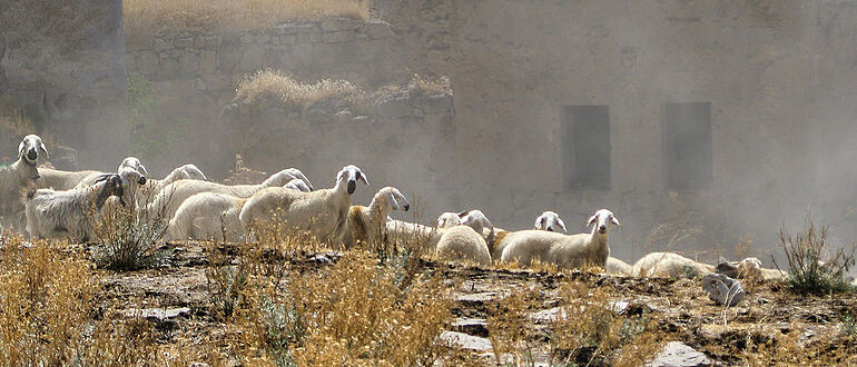 Schafe in Anatolien