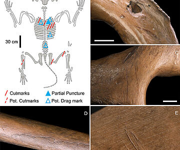 Anthropogene Veränderungen am Skelett des Siegsdorfer Löwen