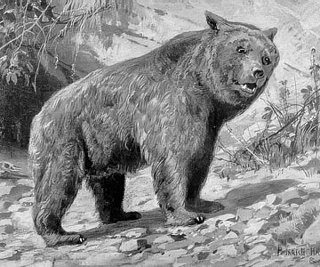 Ursus spelaeus