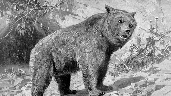 Ursus spelaeus