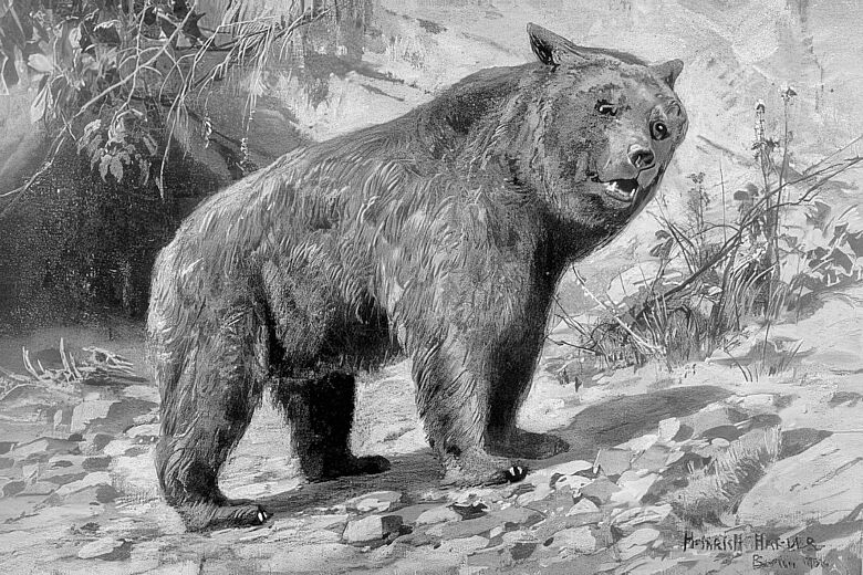 Ursus spelaeus