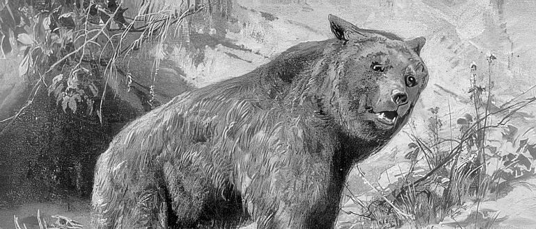 Ursus spelaeus