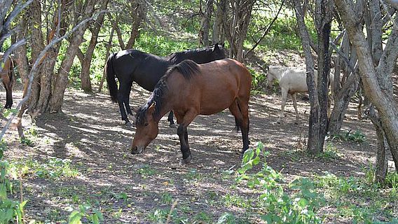 Pferde in den Tien Shan Bergen Kasachstans beim Fressen wilder Äpfel